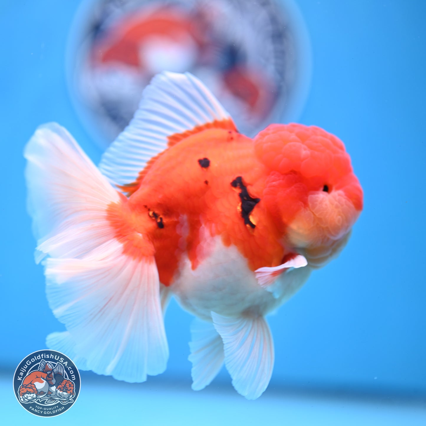 Tricolor Sakura Rose Tail Oranda 3.5 inches Body - Male (250228_OR03)
