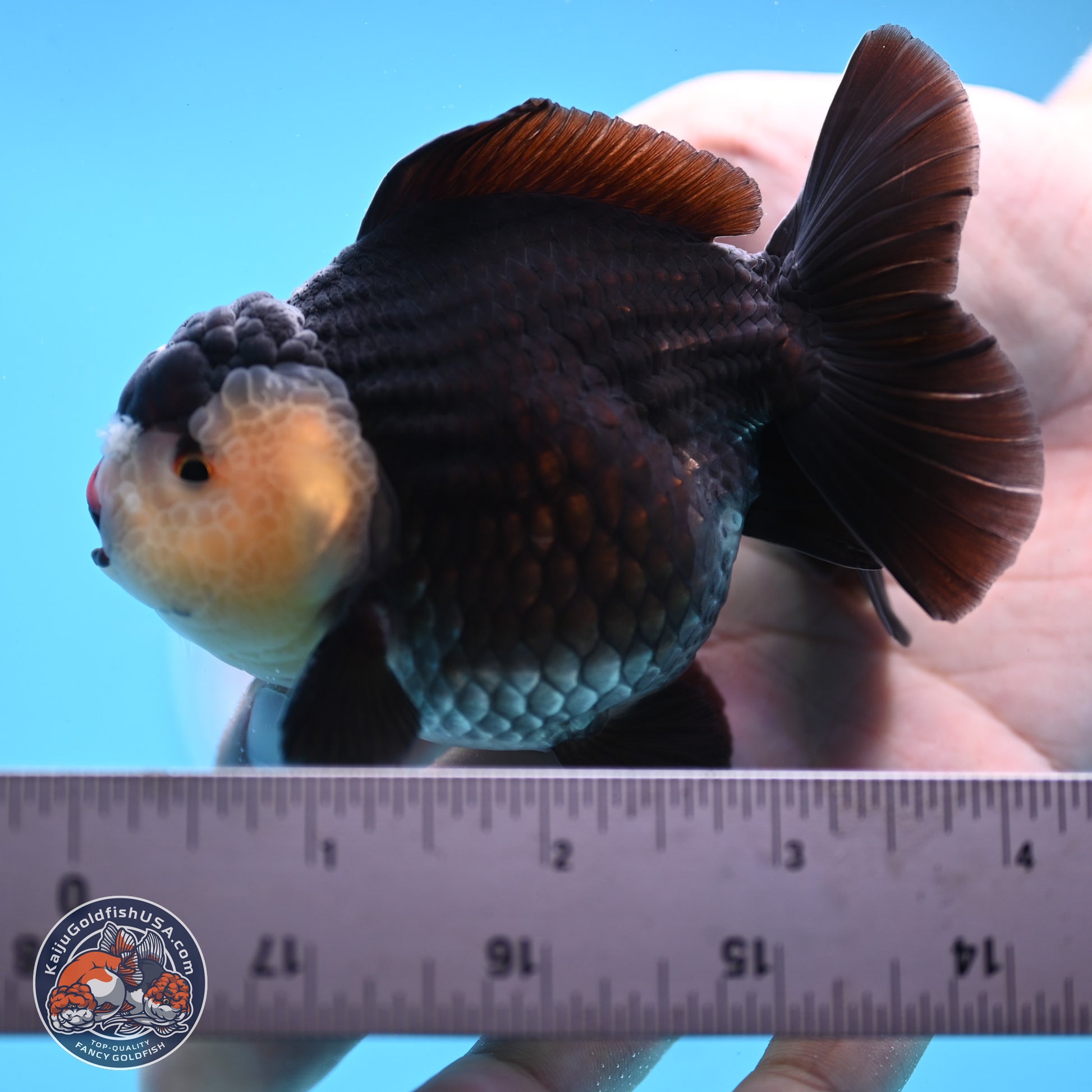 Panda YuanBao Oranda 3.5 inches Body - Male (250103_OR03) - Kaiju Goldfish USA