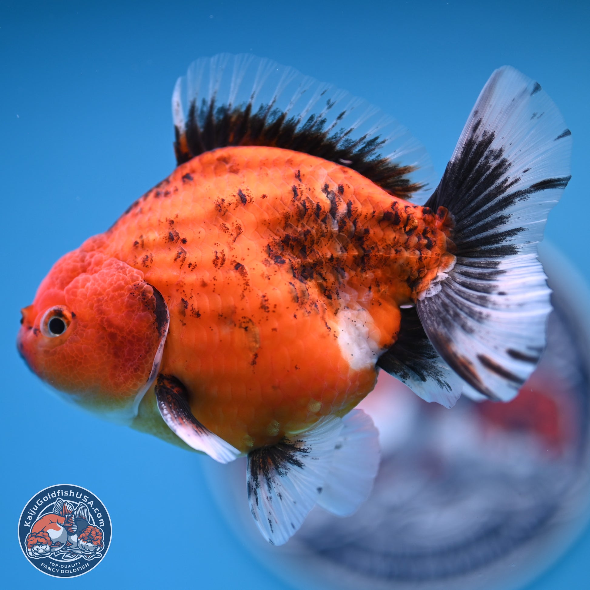 Shogun Tiger Oranda 4-5 in (241011_OR03) - Kaiju Goldfish USA