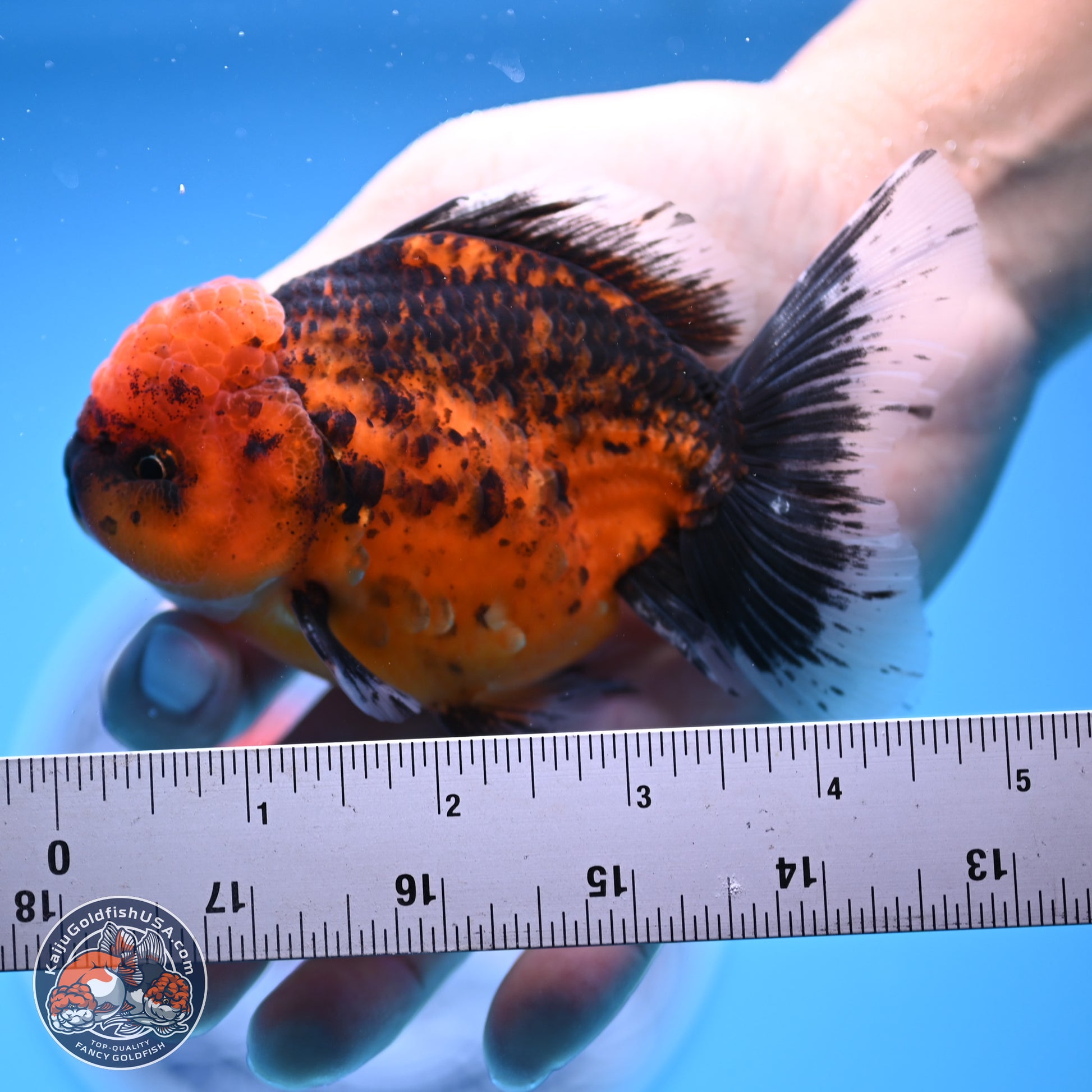 Shogun Tiger Rose Tail Oranda 3.5in Body (240816_OR03) - Kaiju Goldfish USA