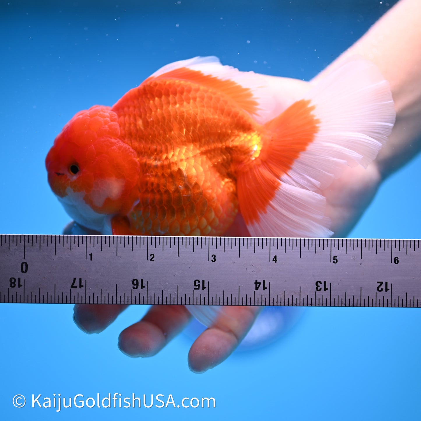 Red White Rose Tail Oranda 4in Body (240621_OR03) - Kaiju Goldfish USA