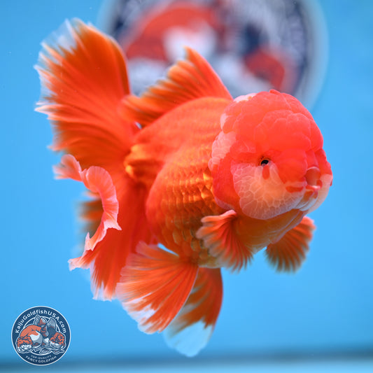 Red White Orchid Tail Oranda 4 inches Body - Male (250314_OR03)
