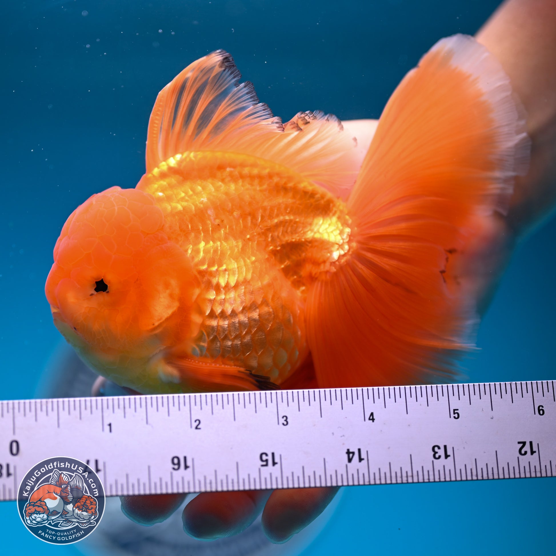 Classic Red Orchid Tail Oranda 4-6 inches (240913_OR03) - Kaiju Goldfish USA