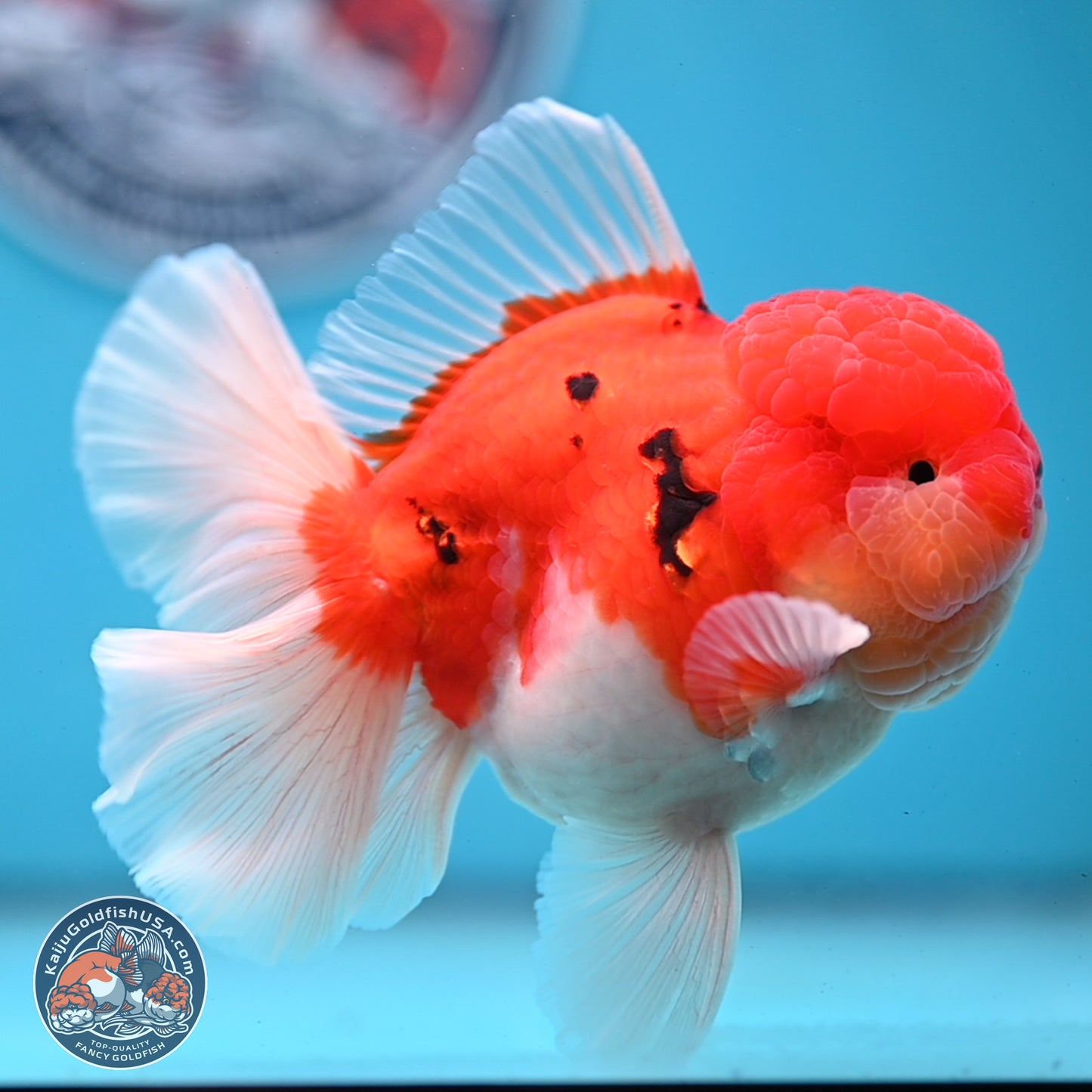 Tricolor Sakura Rose Tail Oranda 3.5 inches Body - Male (250228_OR03)