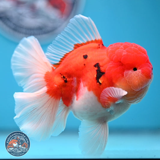 Tricolor Sakura Rose Tail Oranda 3.5 inches Body - Male (250228_OR03)