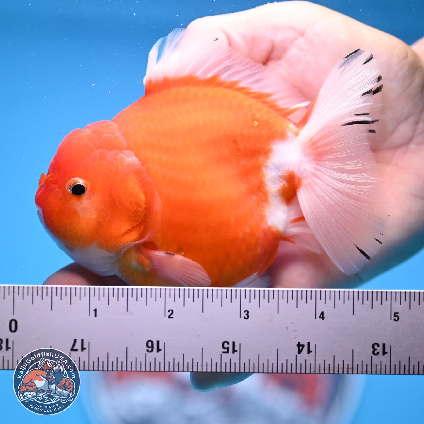 Shogun Sakura YuanBao Oranda 3.75in Body (240802_OR03) - Kaiju Goldfish USA