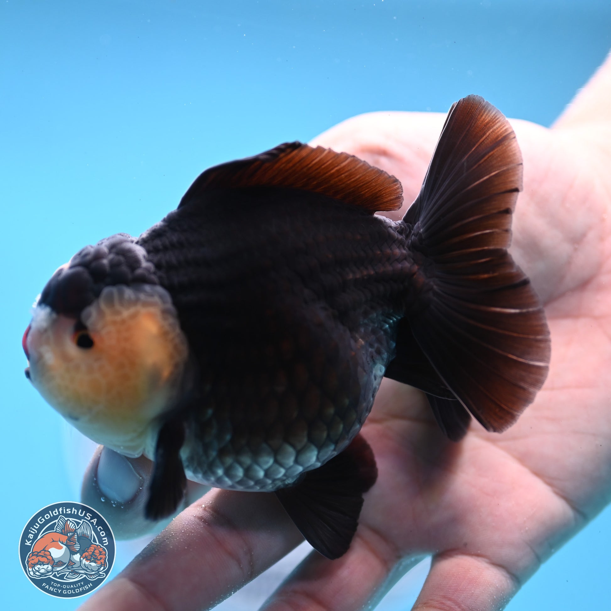 Panda YuanBao Oranda 3.5 inches Body - Male (250103_OR03) - Kaiju Goldfish USA