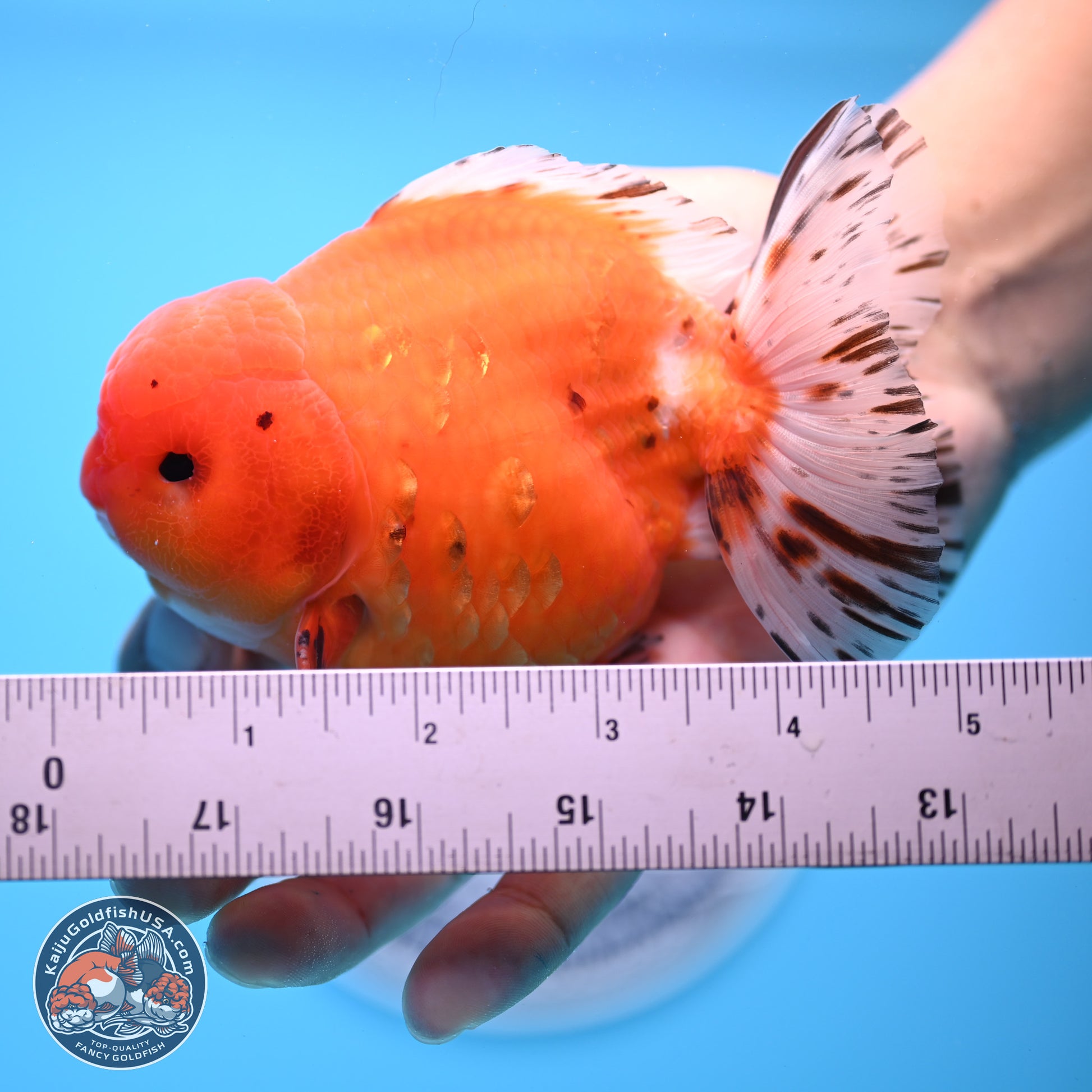 Shogun Tricolor Sakura Oranda 4.5-5 inches (241004_OR03) - Kaiju Goldfish USA