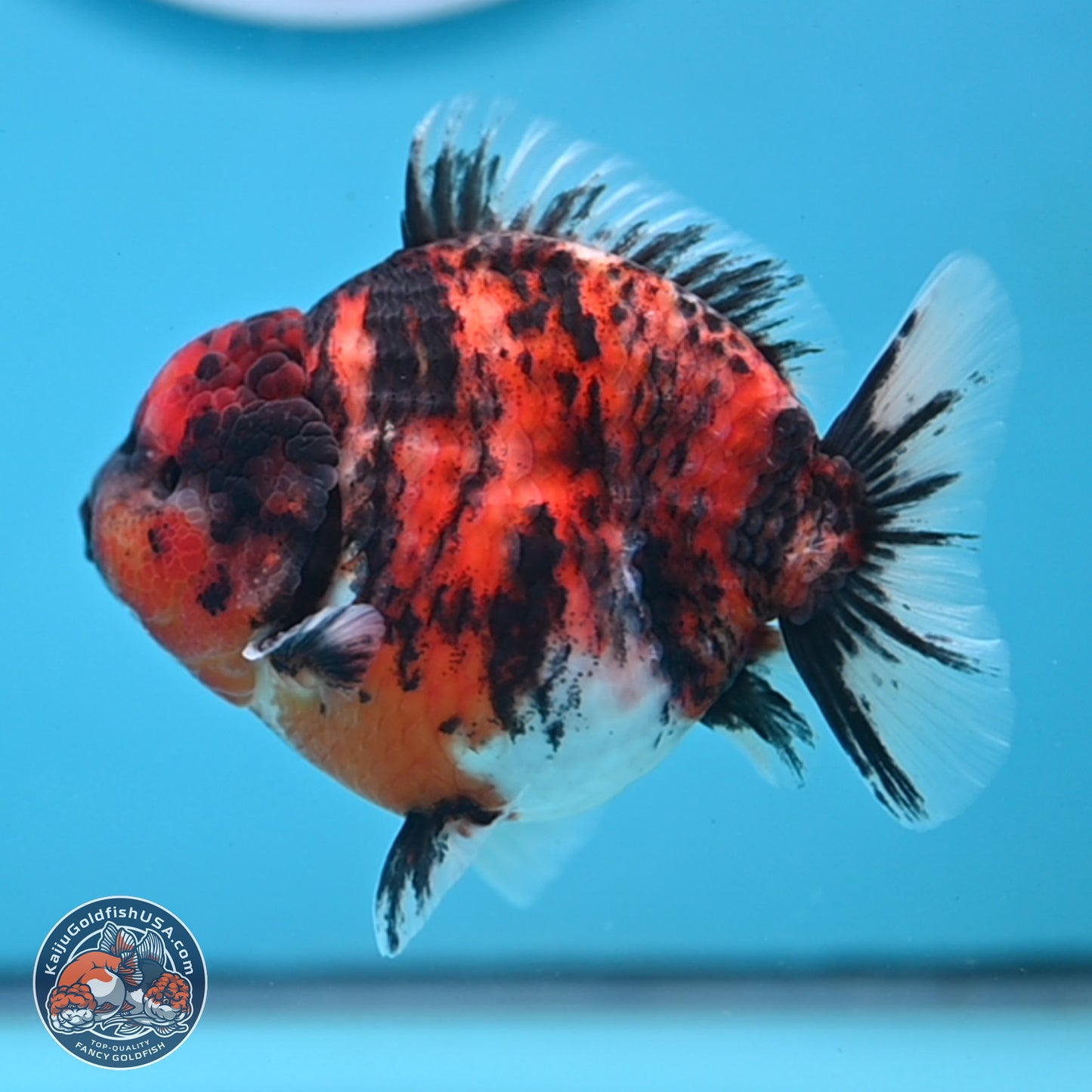 Tricolor Tiger YuanBao Oranda 3.5 inches Body - Male (250307_OR03)