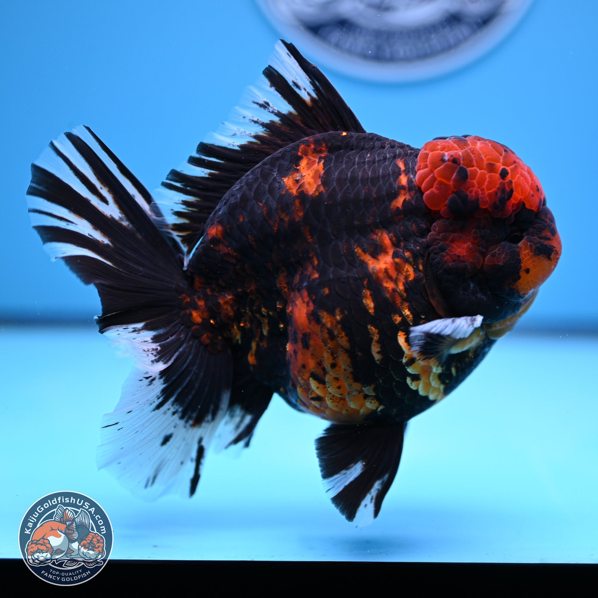 Jumbo Shogun Godzilla Tiger Rose Tail Oranda 5.2in Body (240823_OR3)- Overnight shipping only - Kaiju Goldfish USA