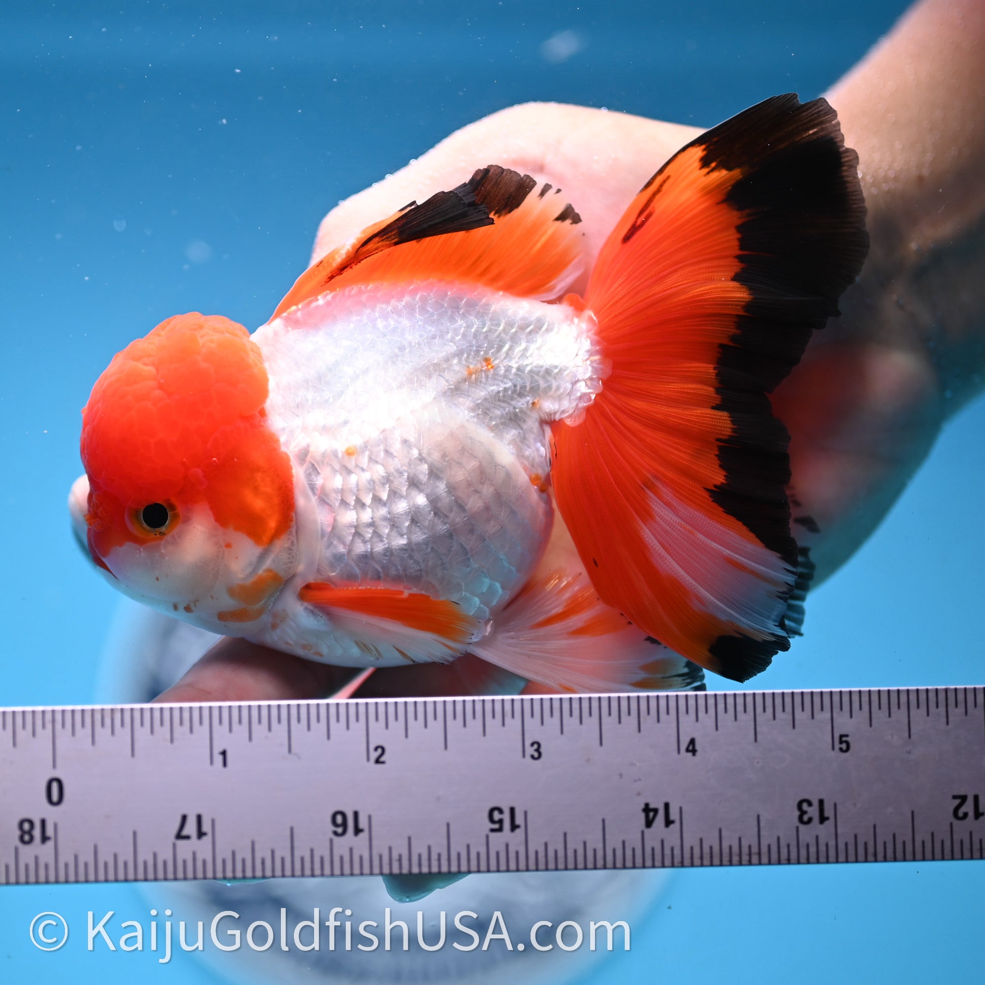 Tricolor Rose Tail Oranda 3.5in body (240726_OR03) - Kaiju Goldfish USA