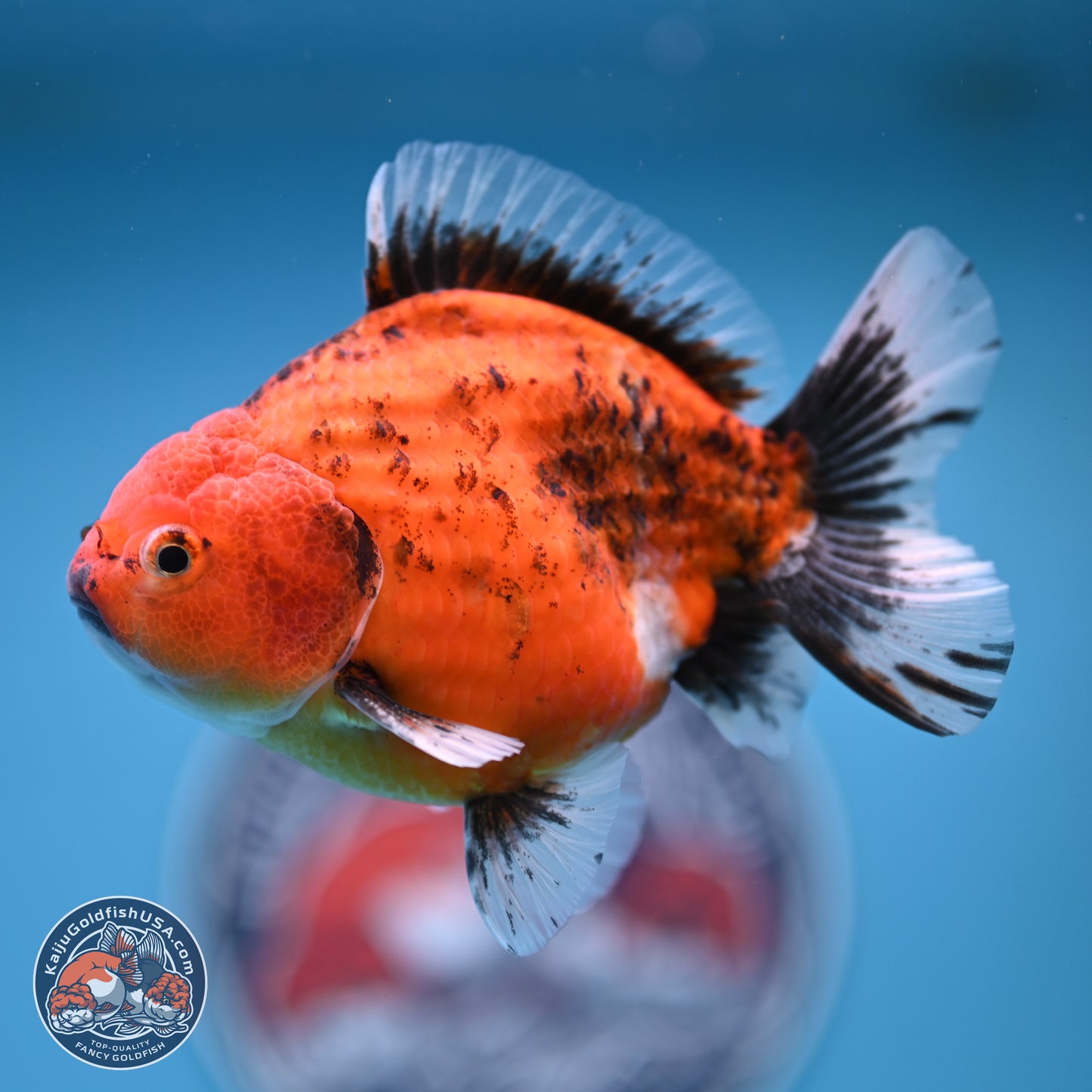 Shogun Tiger Oranda 4-5 in (241011_OR03) - Kaiju Goldfish USA