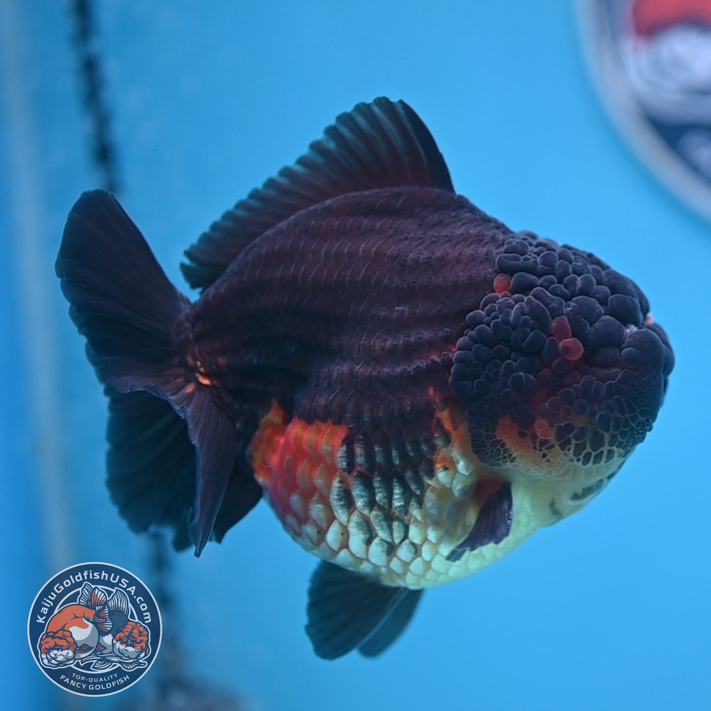 Oranda inch Body (250812_OR07)