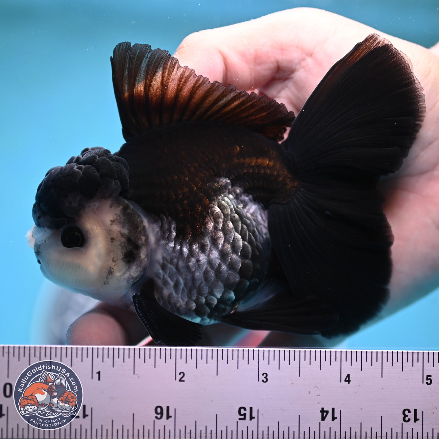 Panda Butterfly Tail Oranda 4.75 inches (241025_OR03) - Kaiju Goldfish USA