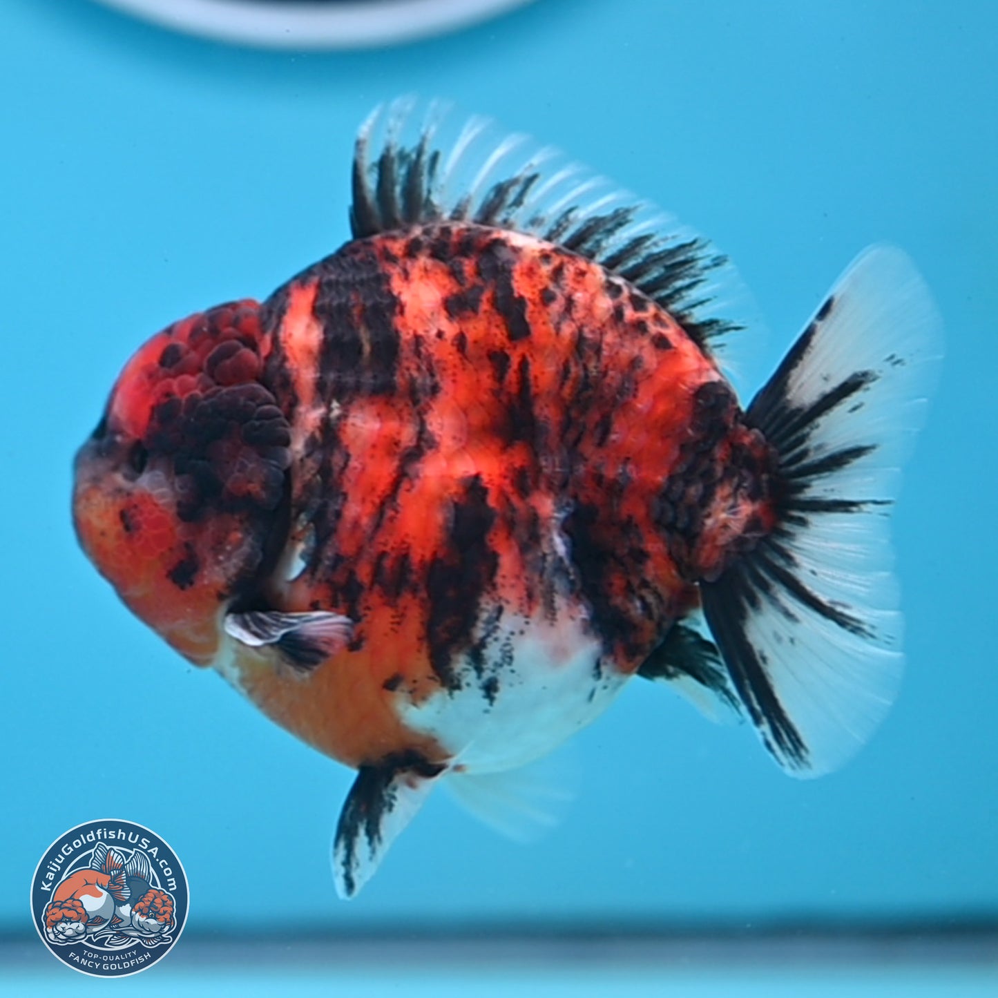 Tricolor Tiger YuanBao Oranda 3.5 inches Body - Male (250307_OR03)