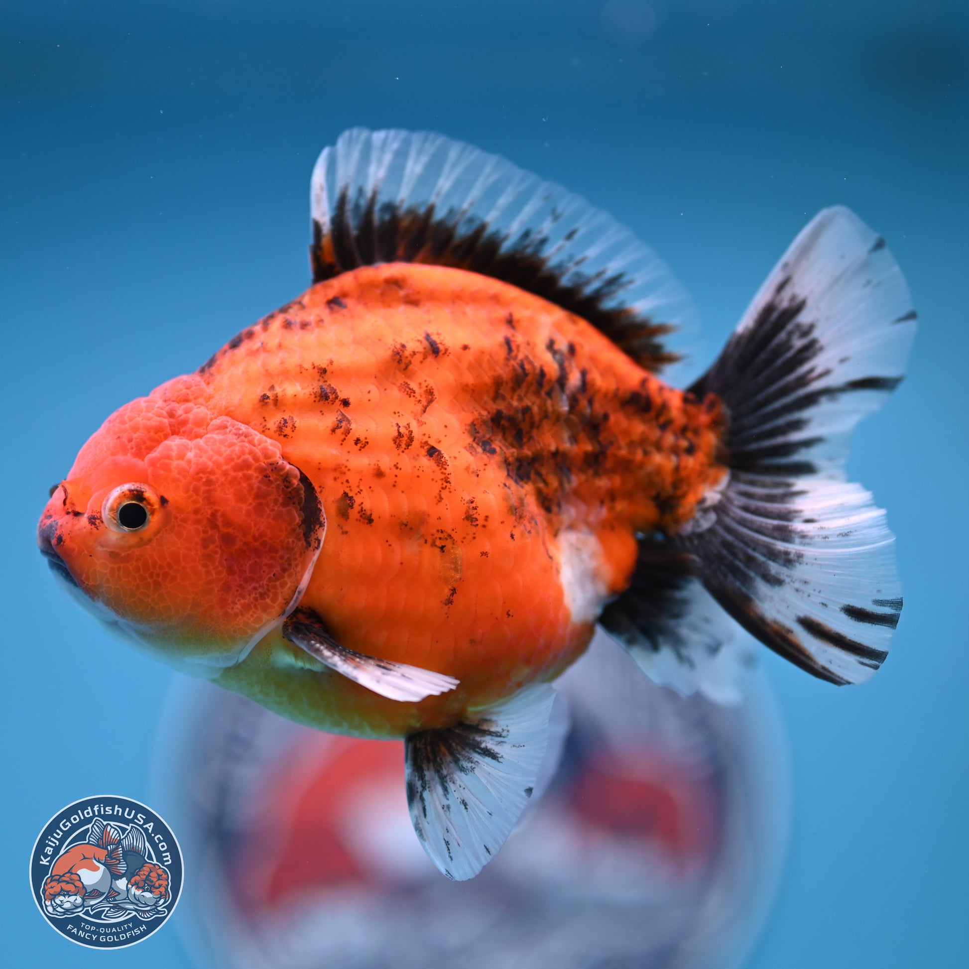 Shogun Tiger Oranda 4-5 in (241011_OR03) - Kaiju Goldfish USA