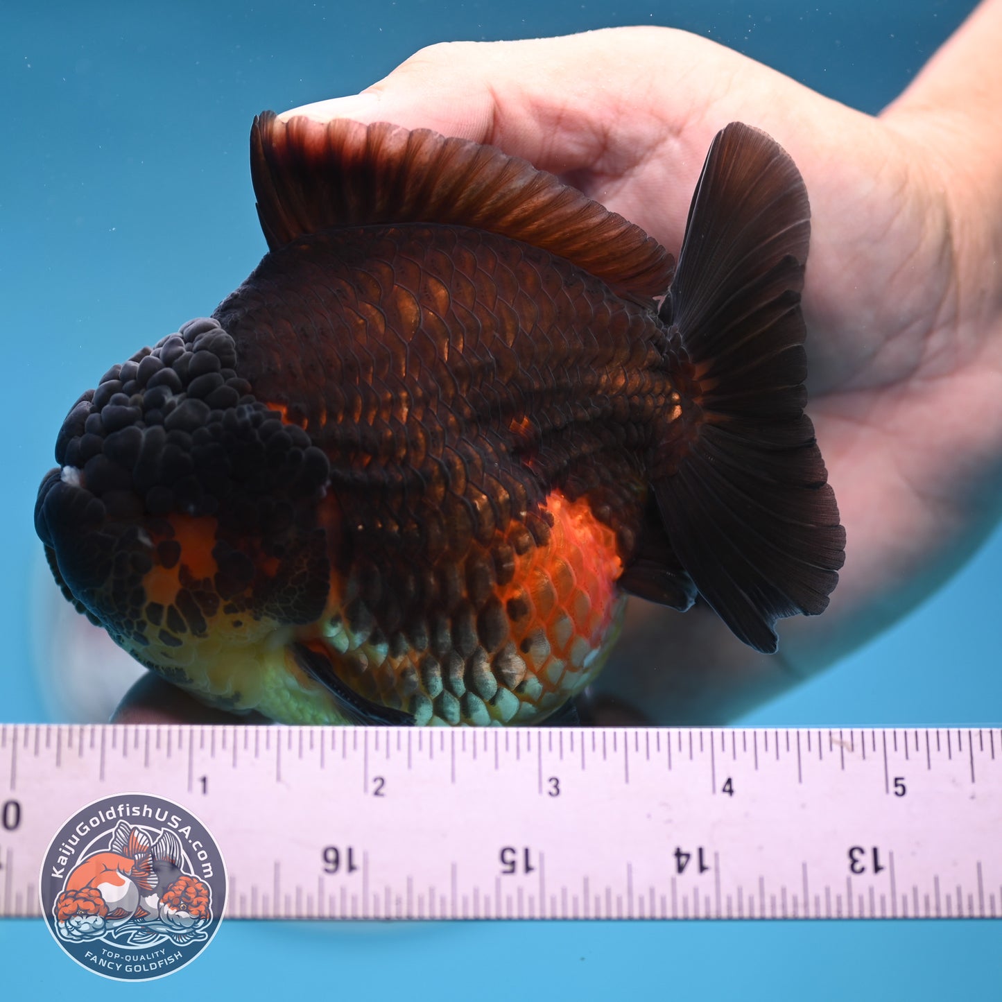 Oranda inch Body (250812_OR07)