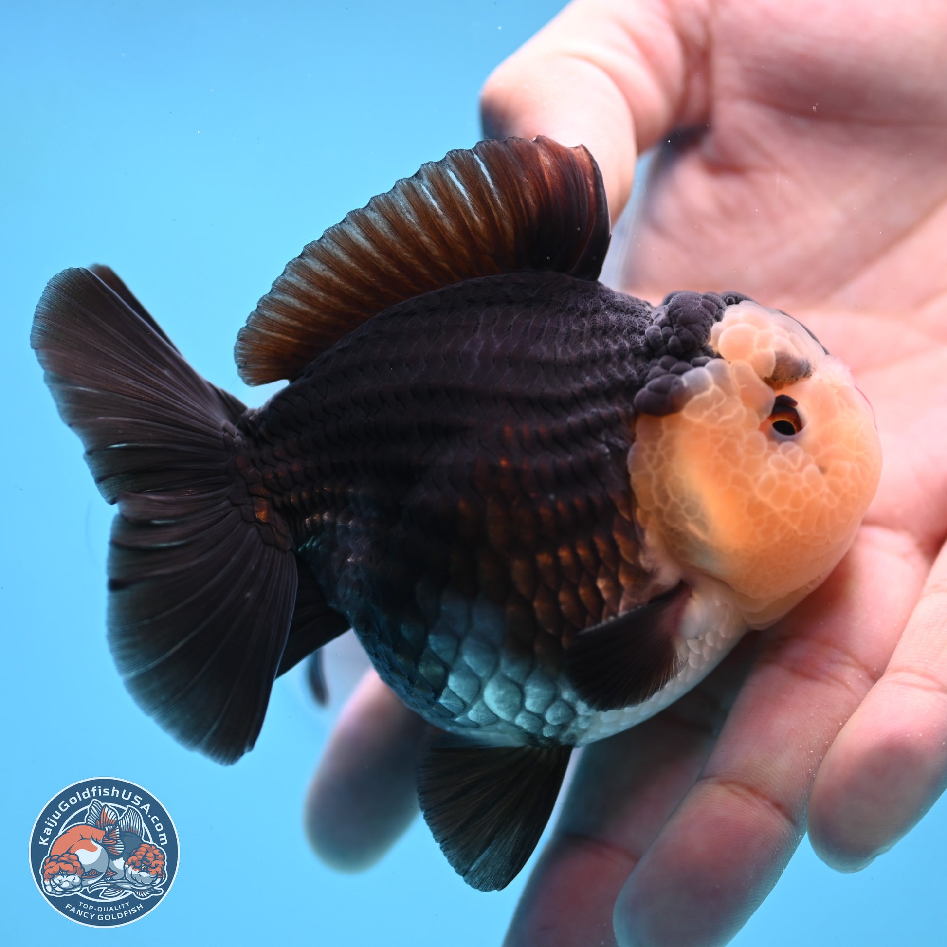 Panda YuanBao Oranda 3.5 inches Body - Male (250103_OR03) - Kaiju Goldfish USA