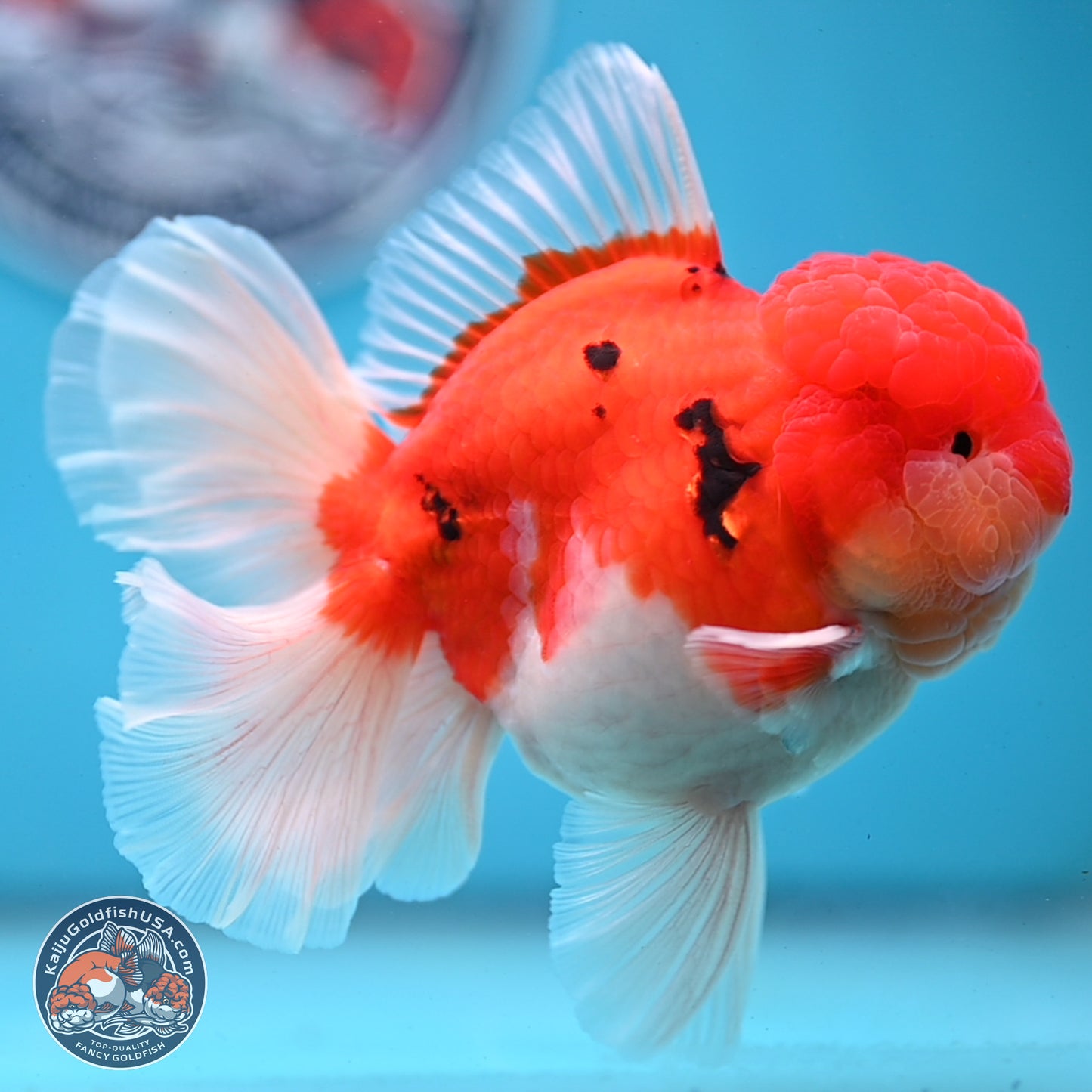 Tricolor Sakura Rose Tail Oranda 3.5 inches Body - Male (250228_OR03)
