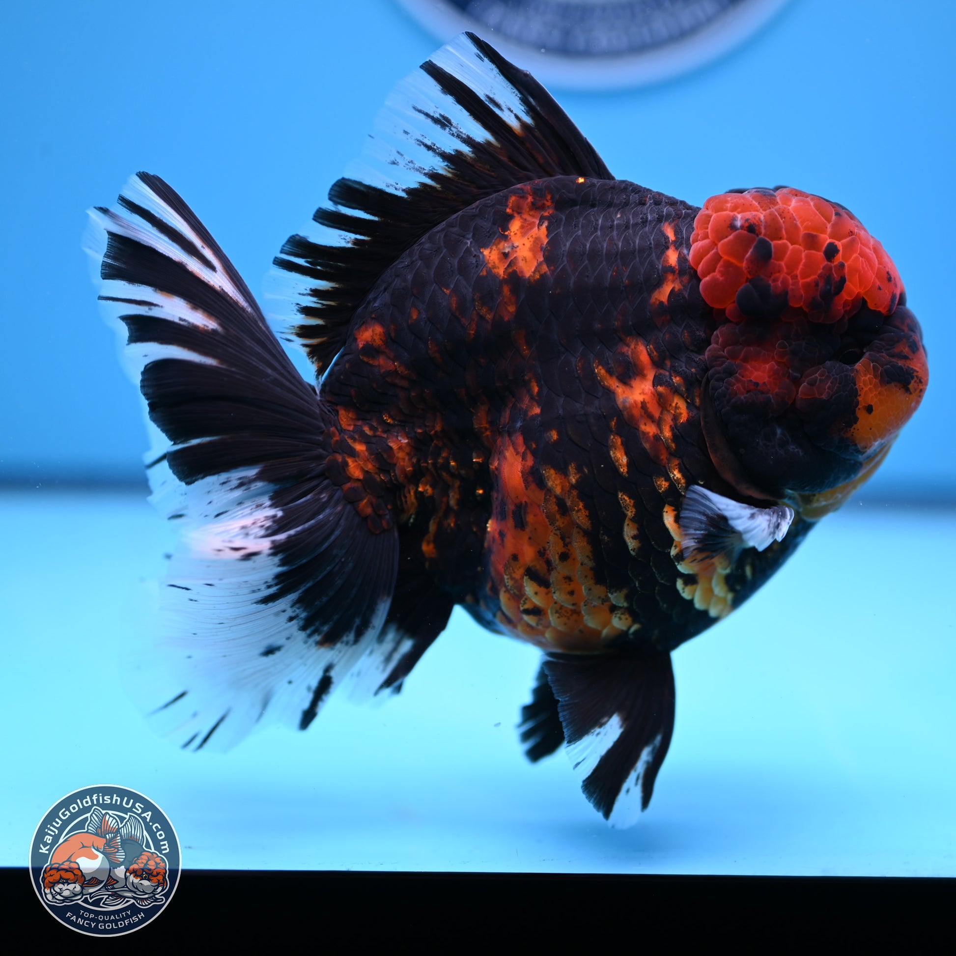 Jumbo Shogun Godzilla Tiger Rose Tail Oranda 5.2in Body (240823_OR3)- Overnight shipping only - Kaiju Goldfish USA