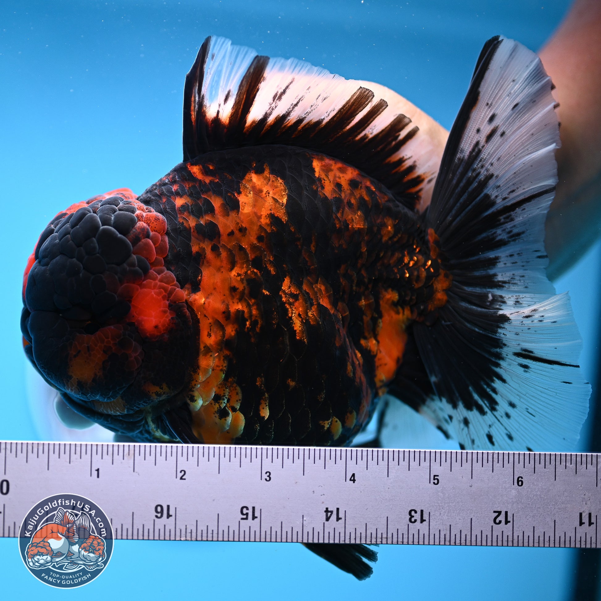 Jumbo Shogun Godzilla Tiger Rose Tail Oranda 5.2in Body (240823_OR3)- Overnight shipping only - Kaiju Goldfish USA