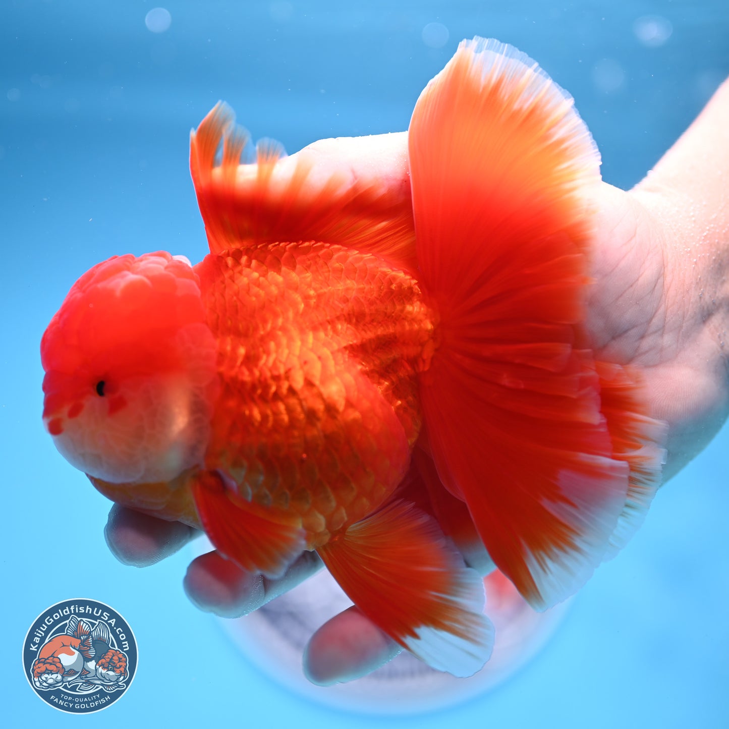 Red White Orchid Tail Oranda 4 inches Body - Male (250314_OR03)