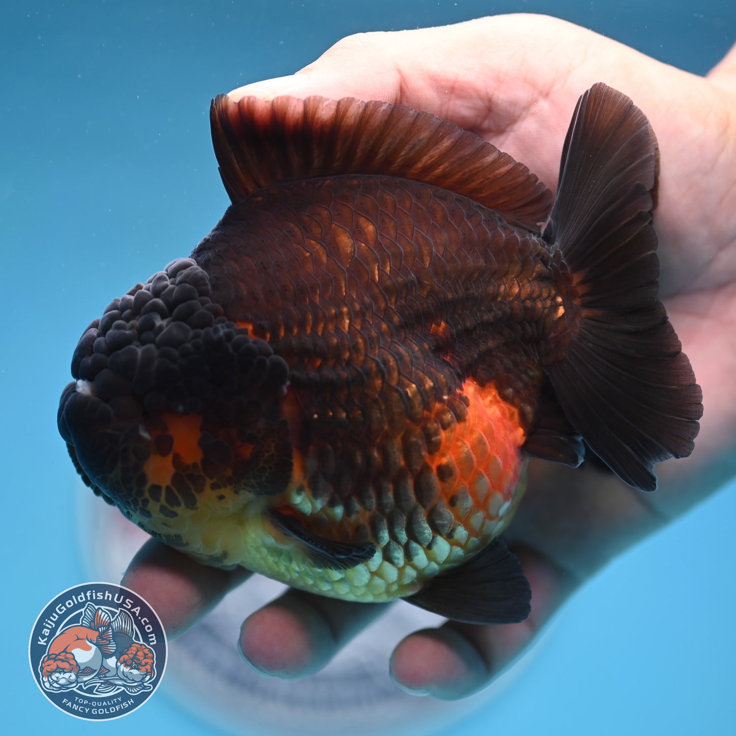 Oranda inch Body (250812_OR07)