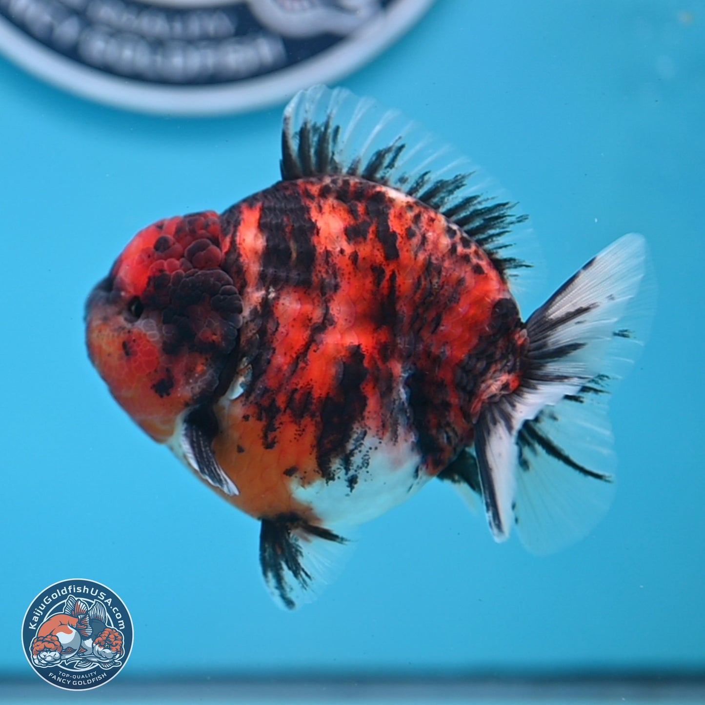 Tricolor Tiger YuanBao Oranda 3.5 inches Body - Male (250307_OR03)