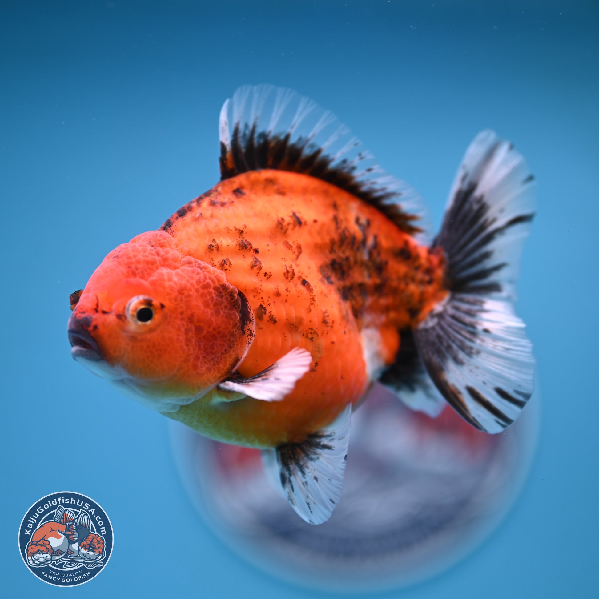 Shogun Tiger Oranda 4-5 in (241011_OR03) - Kaiju Goldfish USA