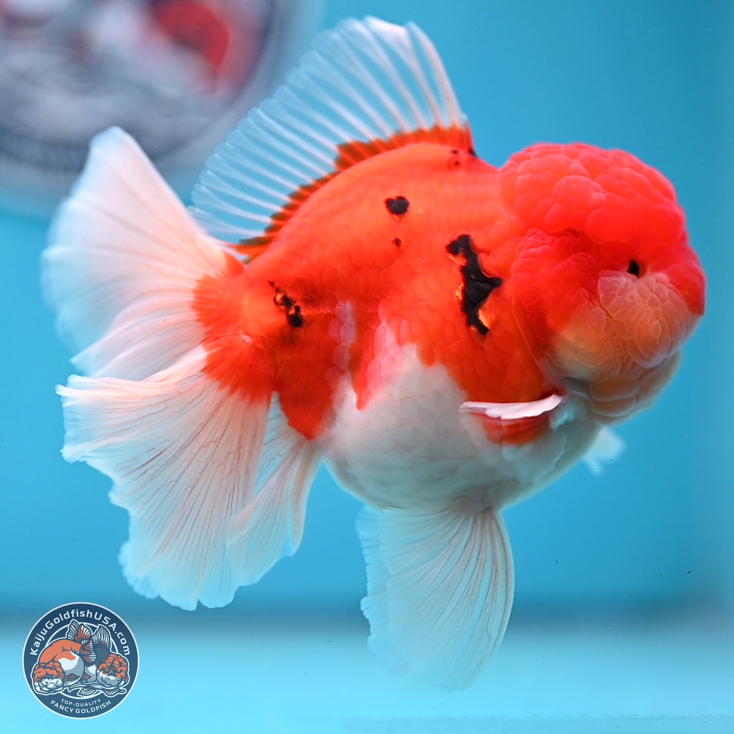 Tricolor Sakura Rose Tail Oranda 3.5 inches Body - Male (250228_OR03)