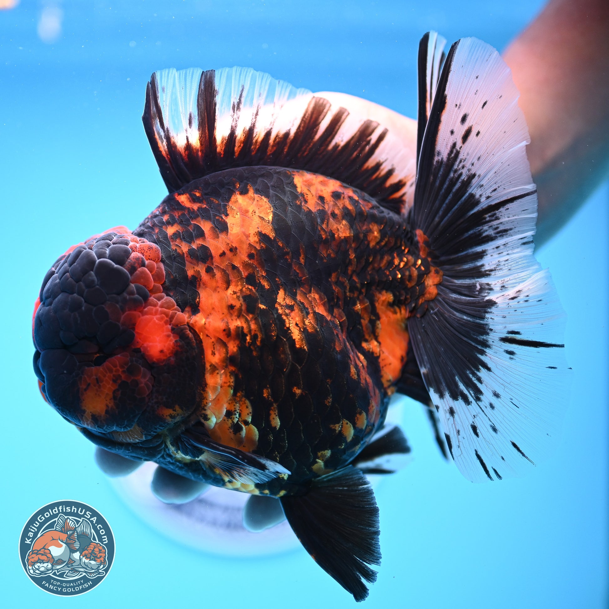 Jumbo Shogun Godzilla Tiger Rose Tail Oranda 5.2in Body (240823_OR3)- Overnight shipping only - Kaiju Goldfish USA