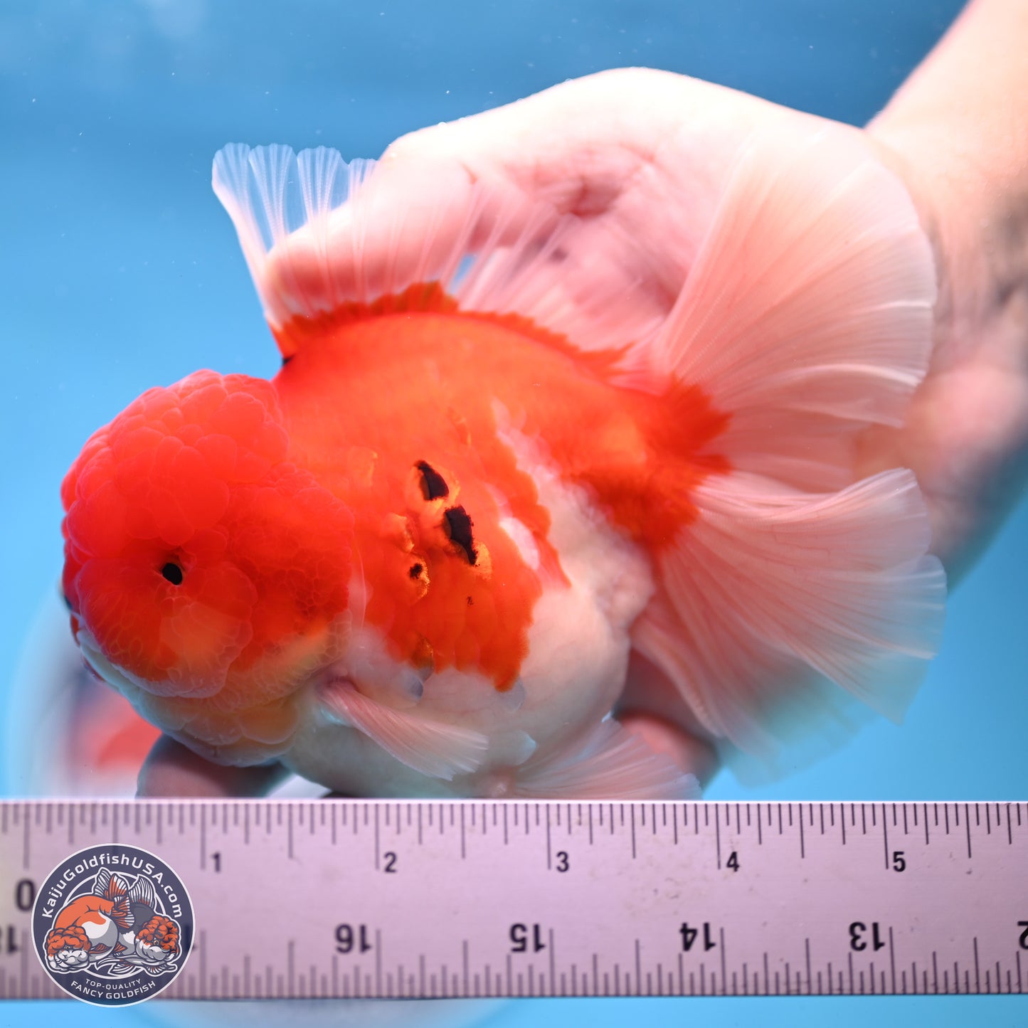 Tricolor Sakura Rose Tail Oranda 3.5 inches Body - Male (250228_OR03)