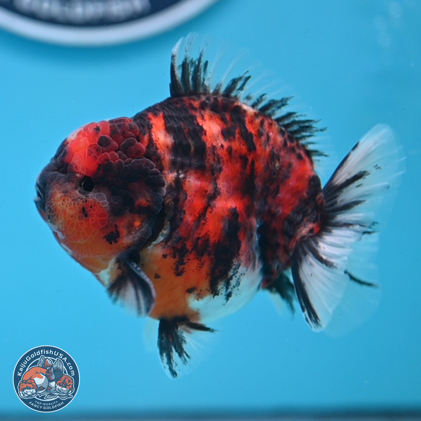 Tricolor Tiger YuanBao Oranda 3.5 inches Body - Male (250307_OR03)
