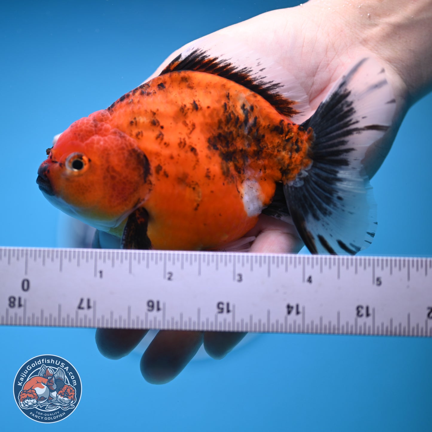 Shogun Tiger Oranda 4-5 in (241011_OR03) - Kaiju Goldfish USA