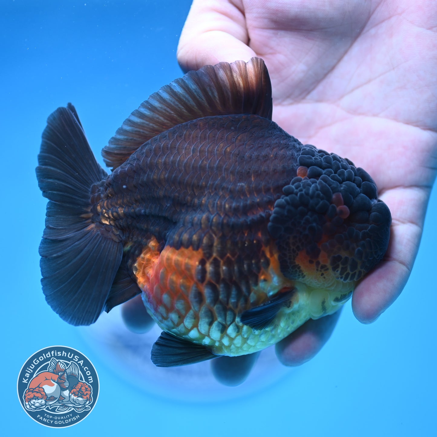 Oranda inch Body (250812_OR07)