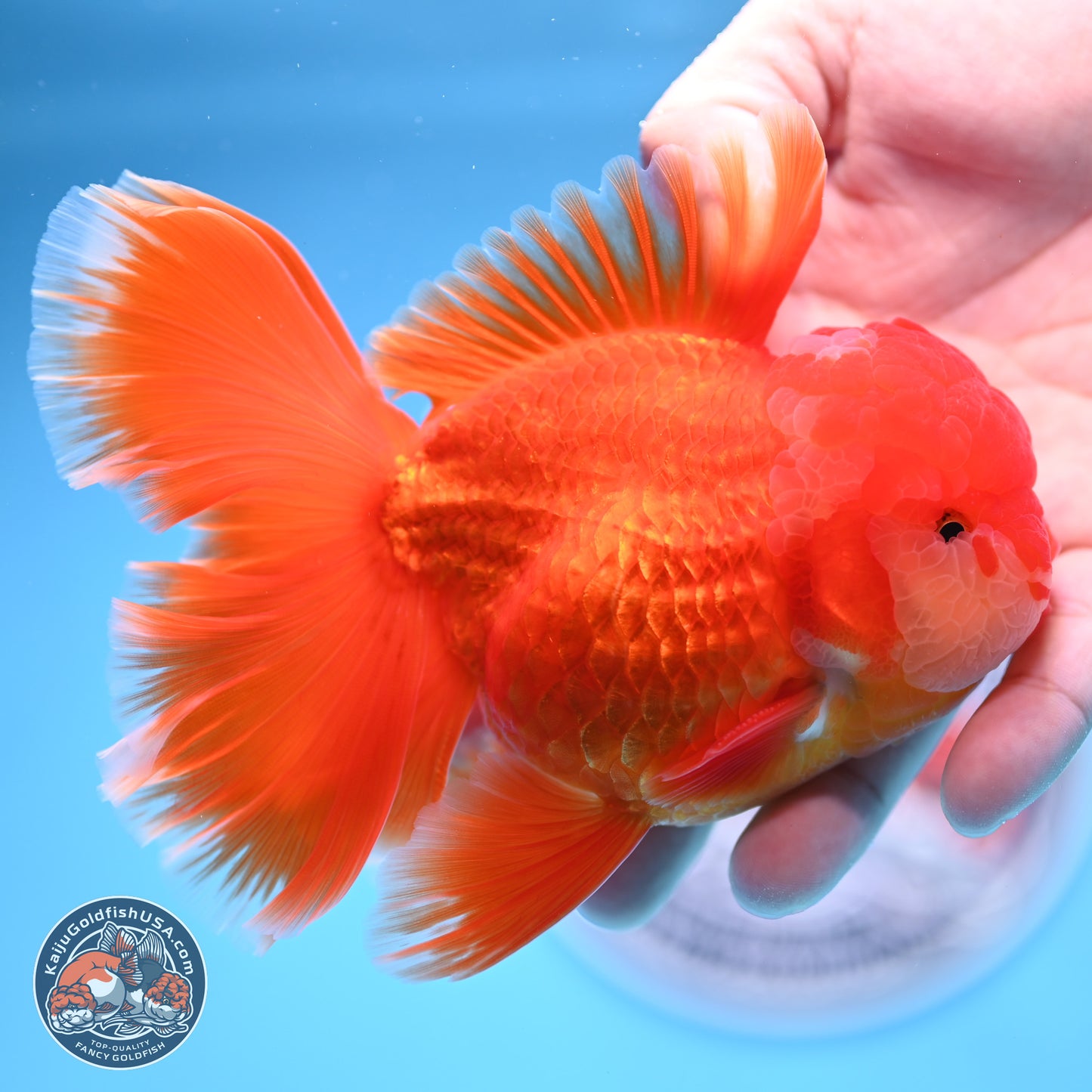Red White Orchid Tail Oranda 4 inches Body - Male (250314_OR03)
