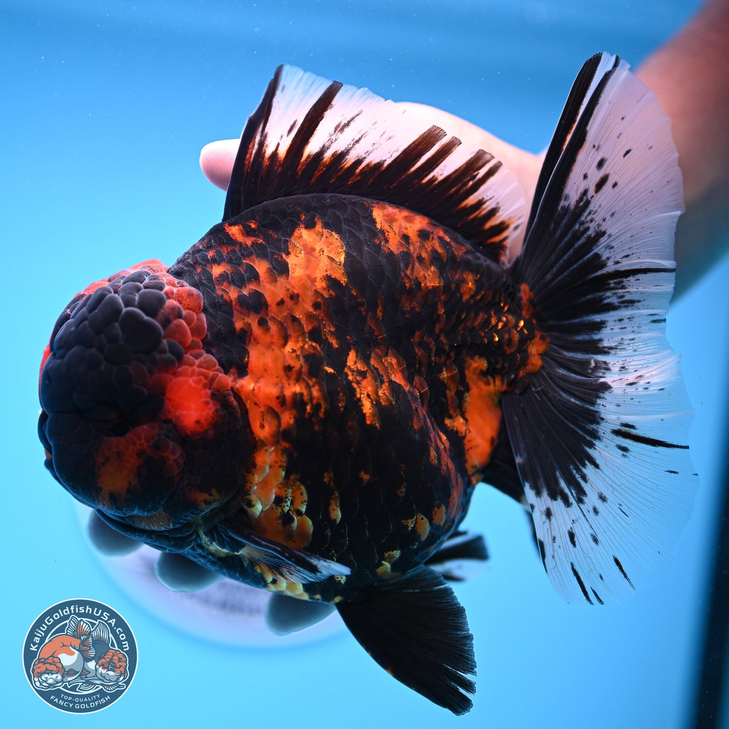 Jumbo Shogun Godzilla Tiger Rose Tail Oranda 5.2in Body (240823_OR3)- Overnight shipping only - Kaiju Goldfish USA