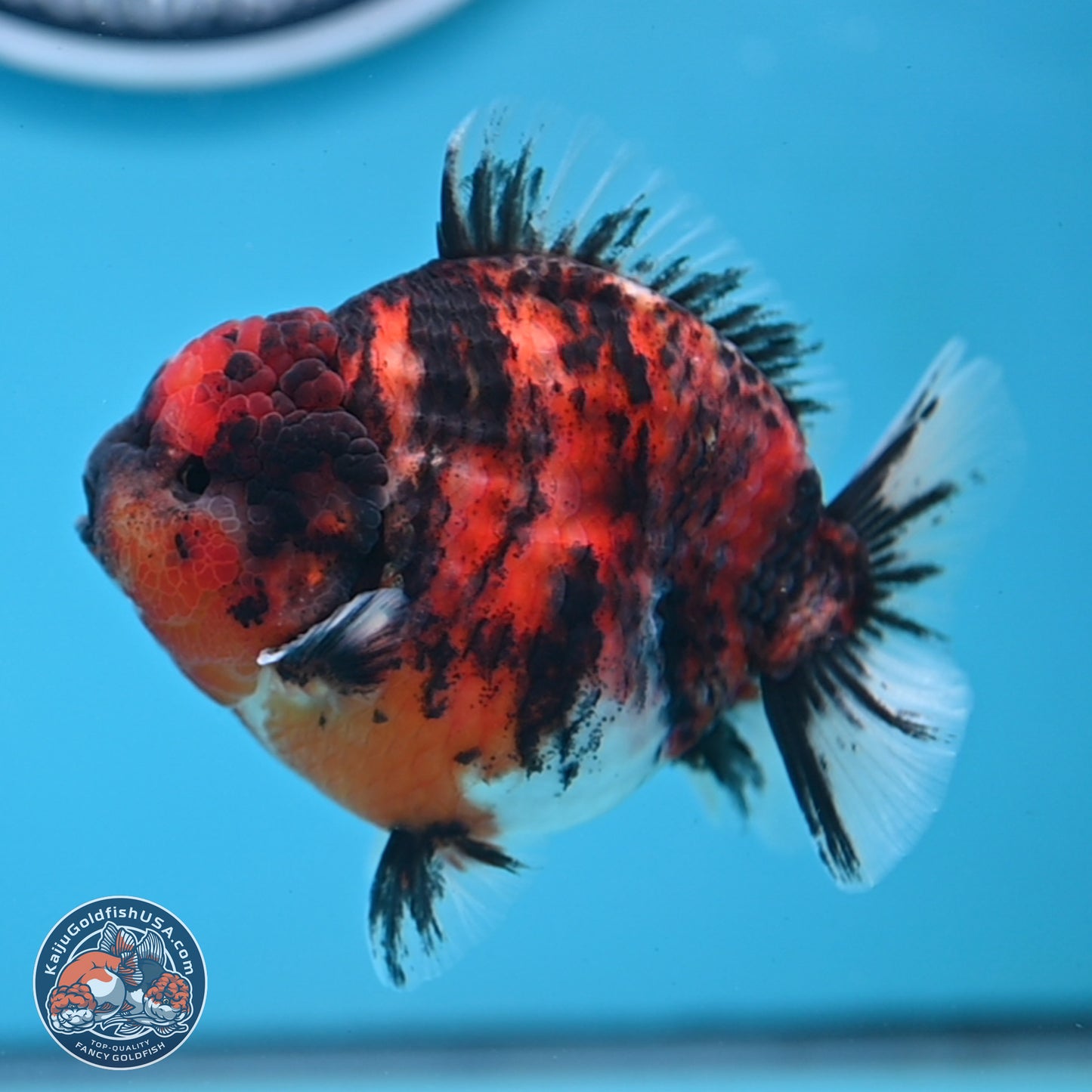 Tricolor Tiger YuanBao Oranda 3.5 inches Body - Male (250307_OR03)