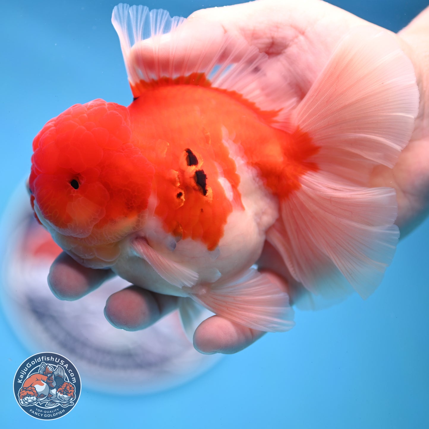 Tricolor Sakura Rose Tail Oranda 3.5 inches Body - Male (250228_OR03)