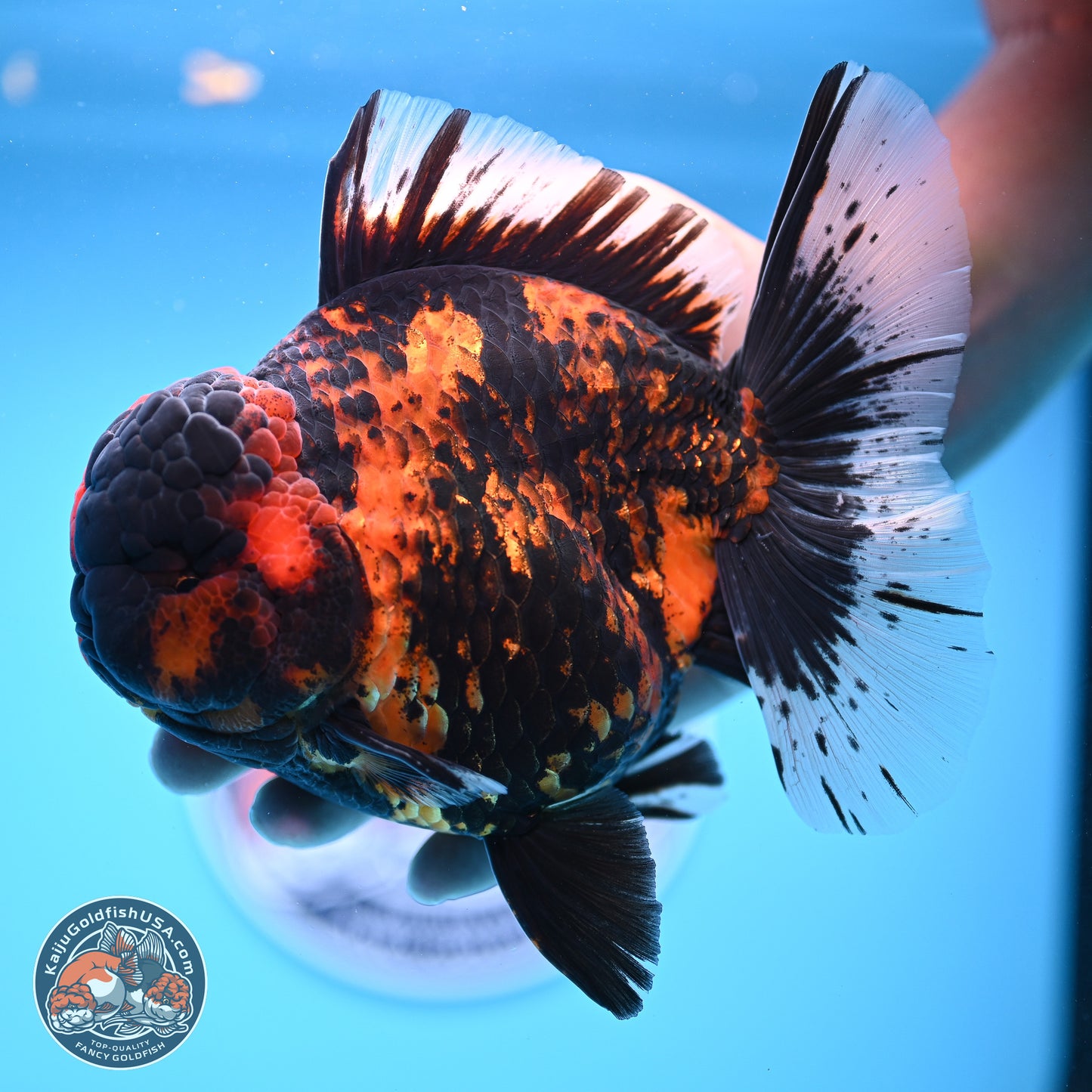 Jumbo Shogun Godzilla Tiger Rose Tail Oranda 5.2in Body (240823_OR3)- Overnight shipping only - Kaiju Goldfish USA