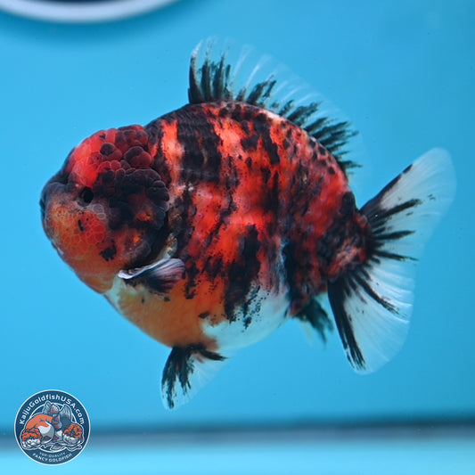 Tricolor Tiger YuanBao Oranda 3.5 inches Body - Male (250307_OR03)