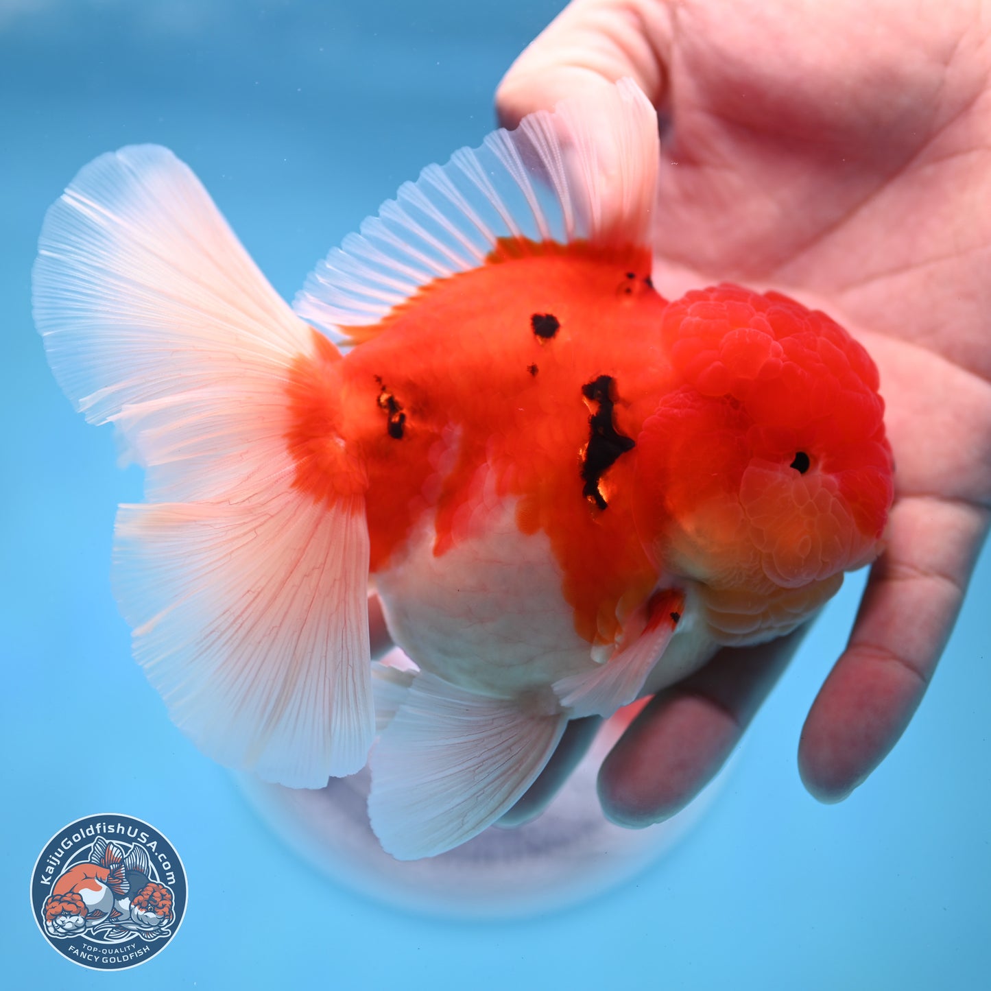 Tricolor Sakura Rose Tail Oranda 3.5 inches Body - Male (250228_OR03)