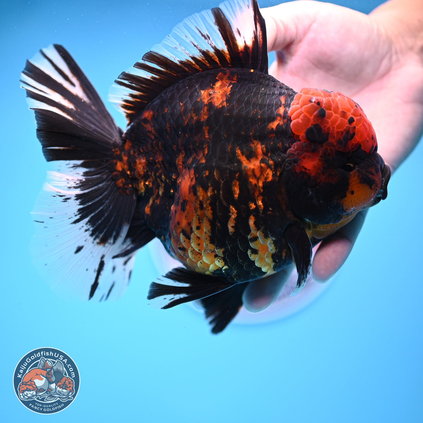 Jumbo Shogun Godzilla Tiger Rose Tail Oranda 5.2in Body (240823_OR3)- Overnight shipping only - Kaiju Goldfish USA