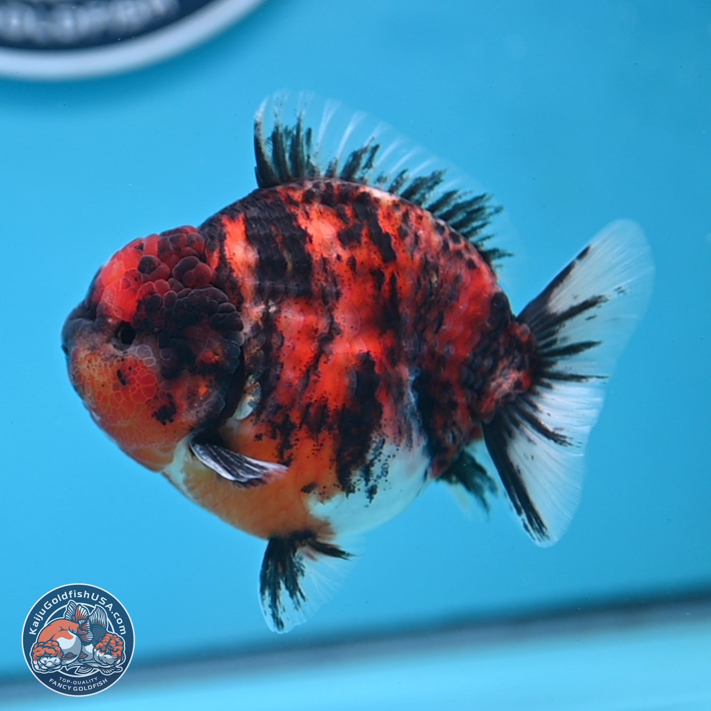Tricolor Tiger YuanBao Oranda 3.5 inches Body - Male (250307_OR03)