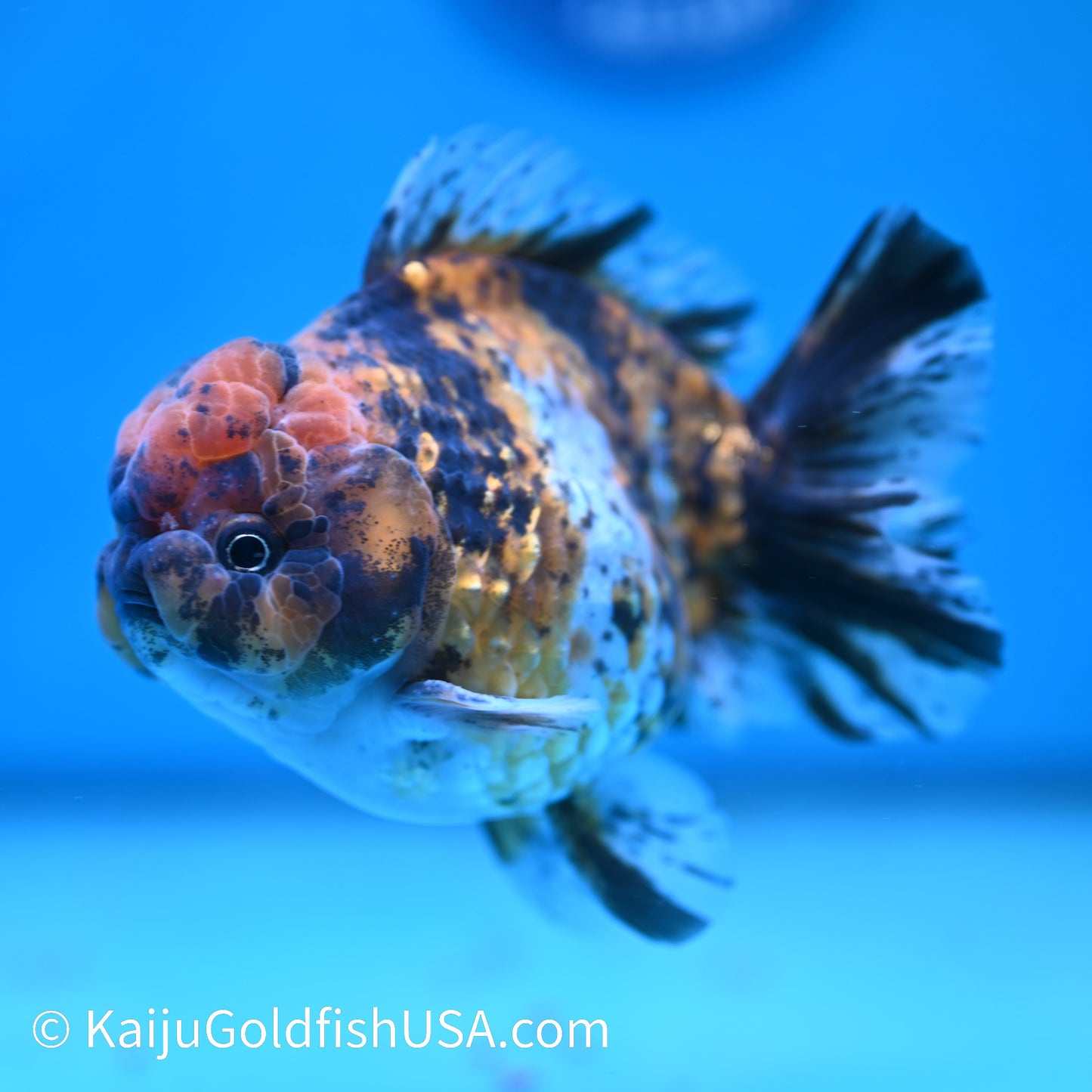 Tricolor Tiger YuanBao Oranda 4.5 inches (240412_OR03) - Kaiju Goldfish USA