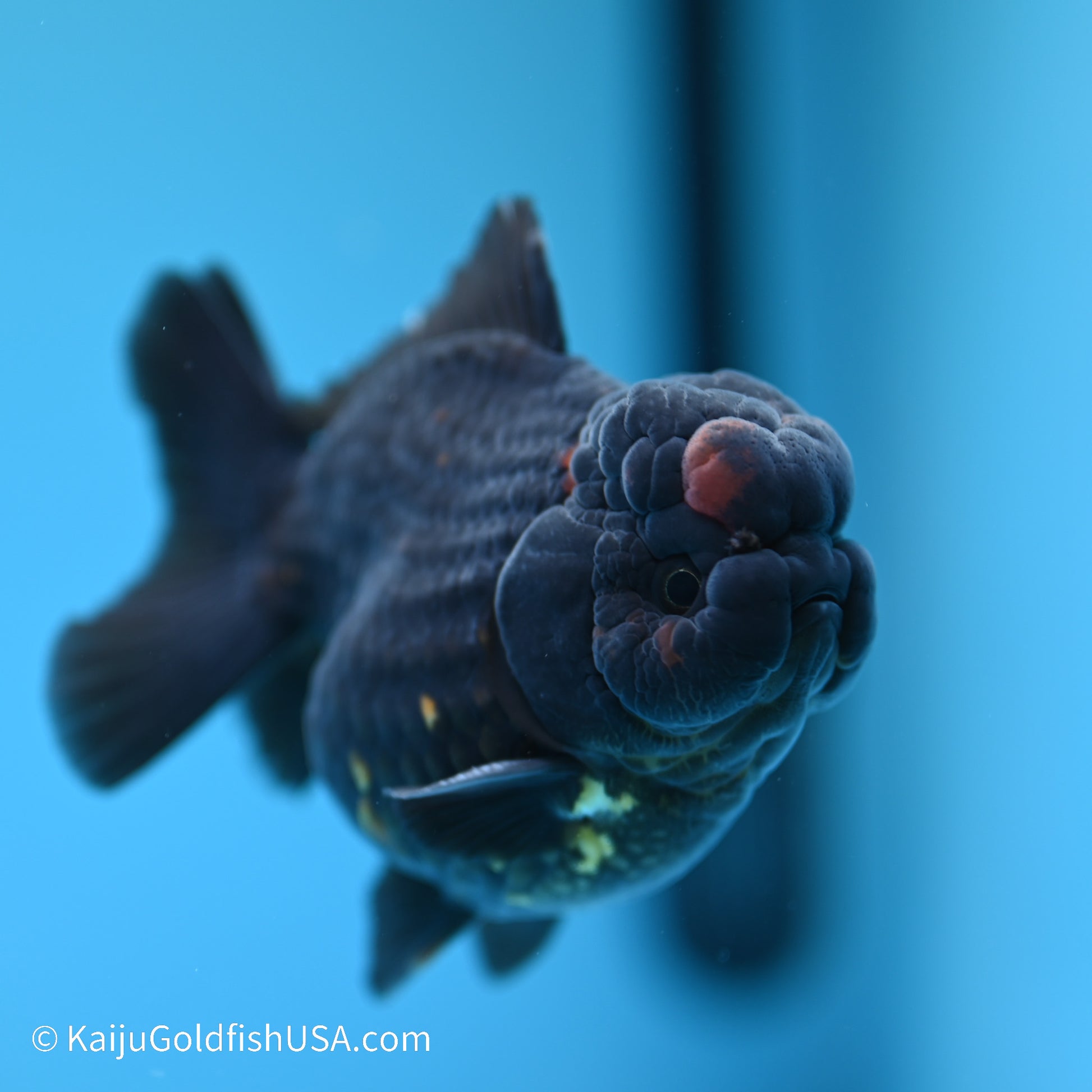 Red/Black YuanBao Oranda 4 inches (240517_OR03) - Kaiju Goldfish USA