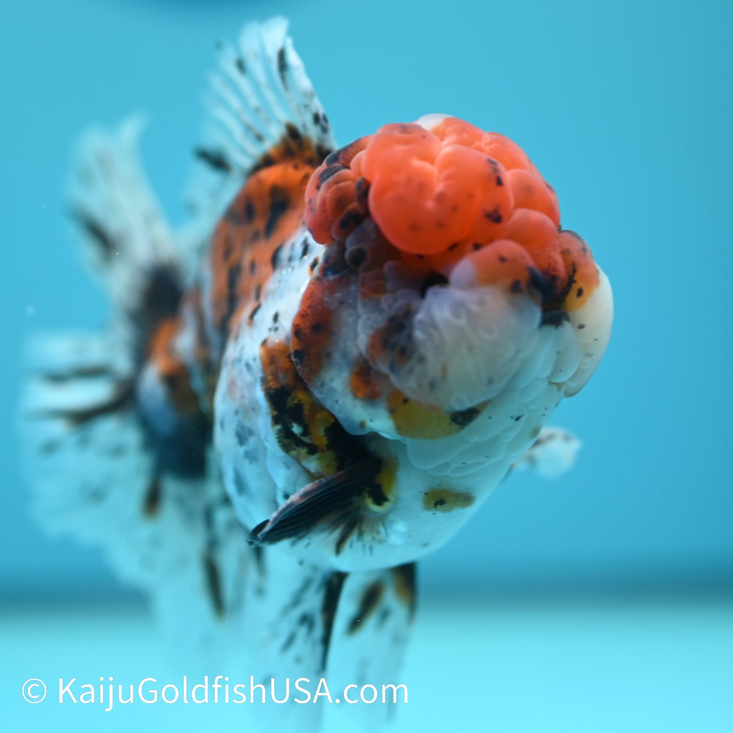 Calico Rose Tail Oranda 5-5.5 inches (240329_OR03) - Kaiju Goldfish USA