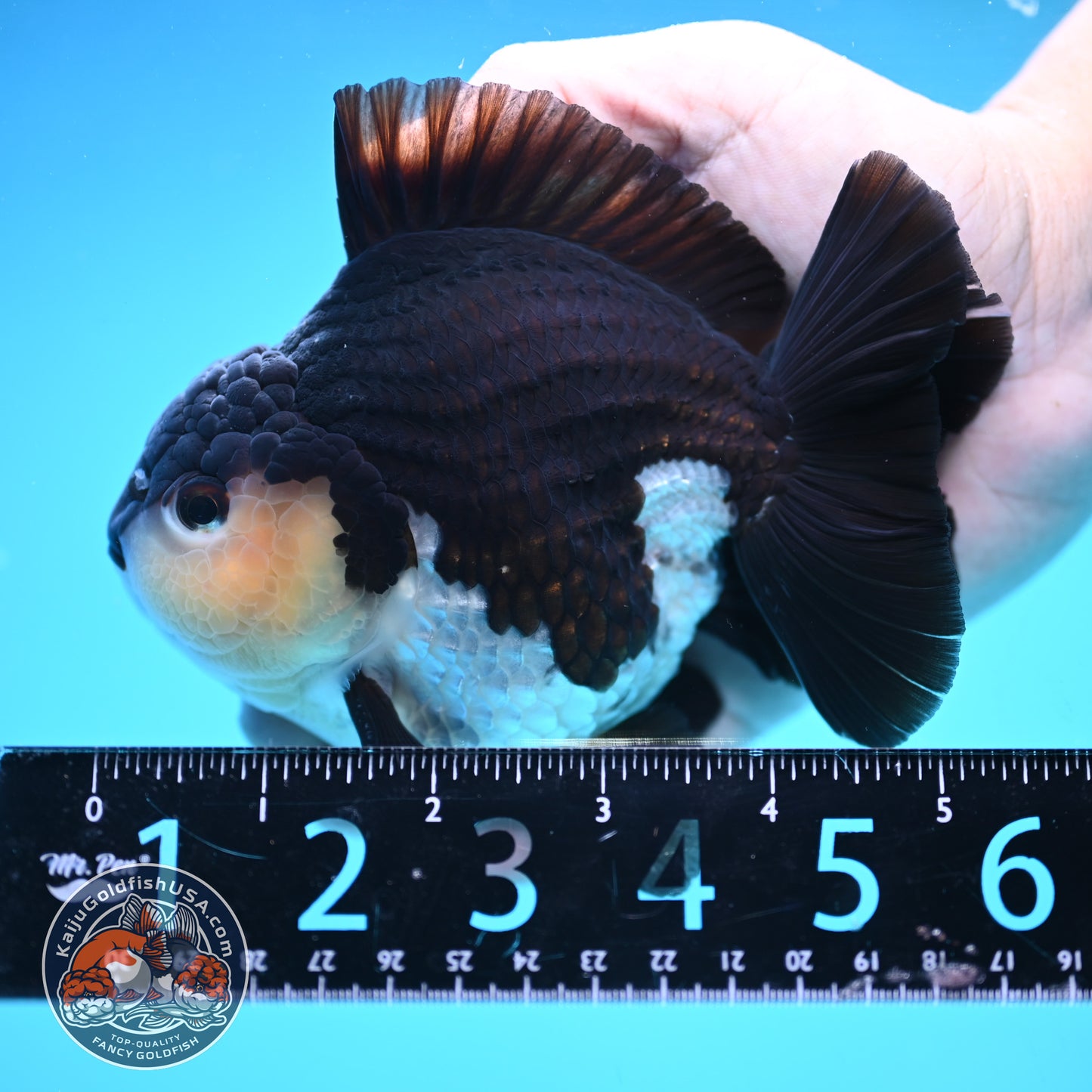 Panda Oranda 4 inch Body (250905_OR03)