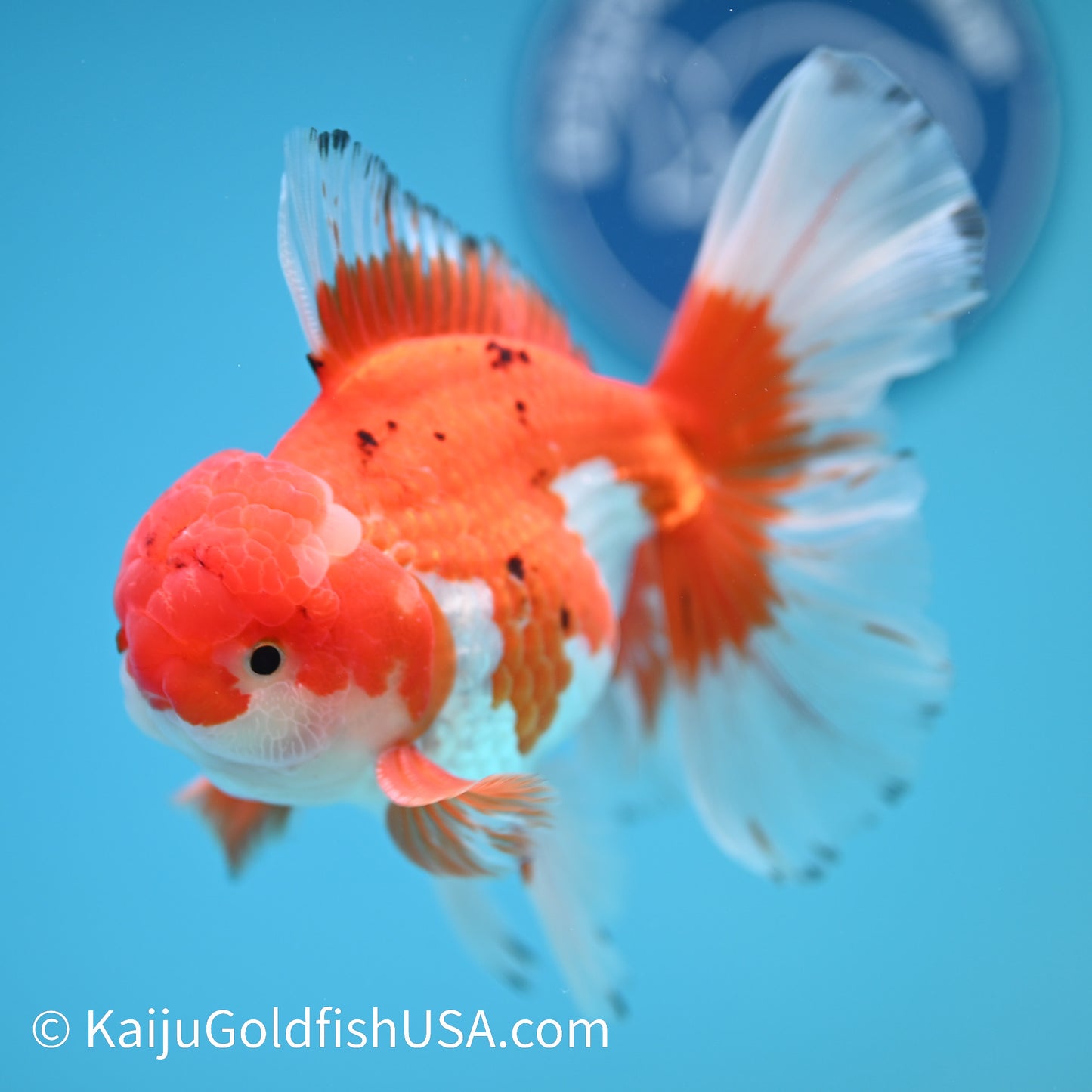 Rose Tail Red White Oranda 4.5-5 inches (240322_OR3) - Kaiju Goldfish USA