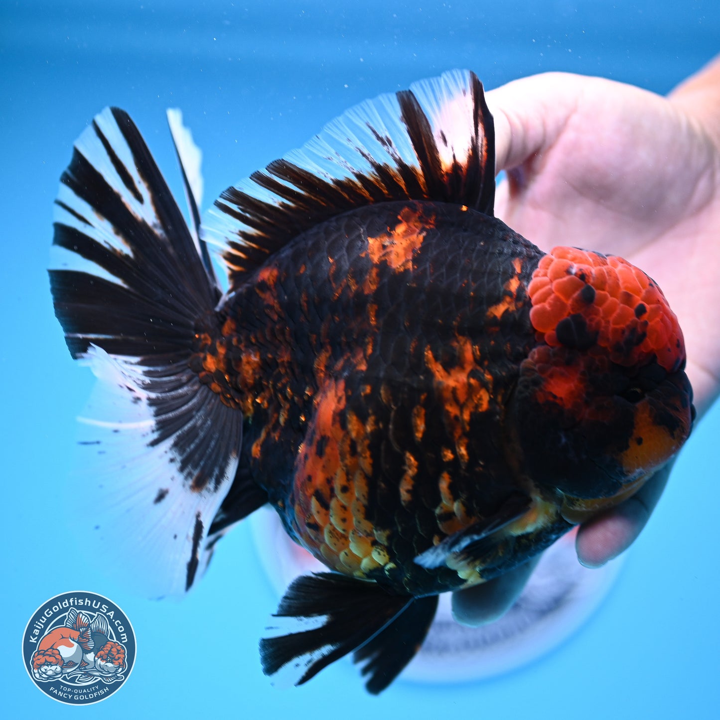 Jumbo Shogun Godzilla Tiger Rose Tail Oranda 5.2in Body (240823_OR3)- Overnight shipping only - Kaiju Goldfish USA